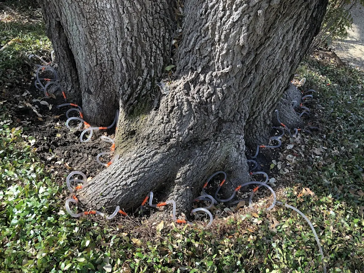 Detailed Tree Cabling and Bracing job site in Stanfordville