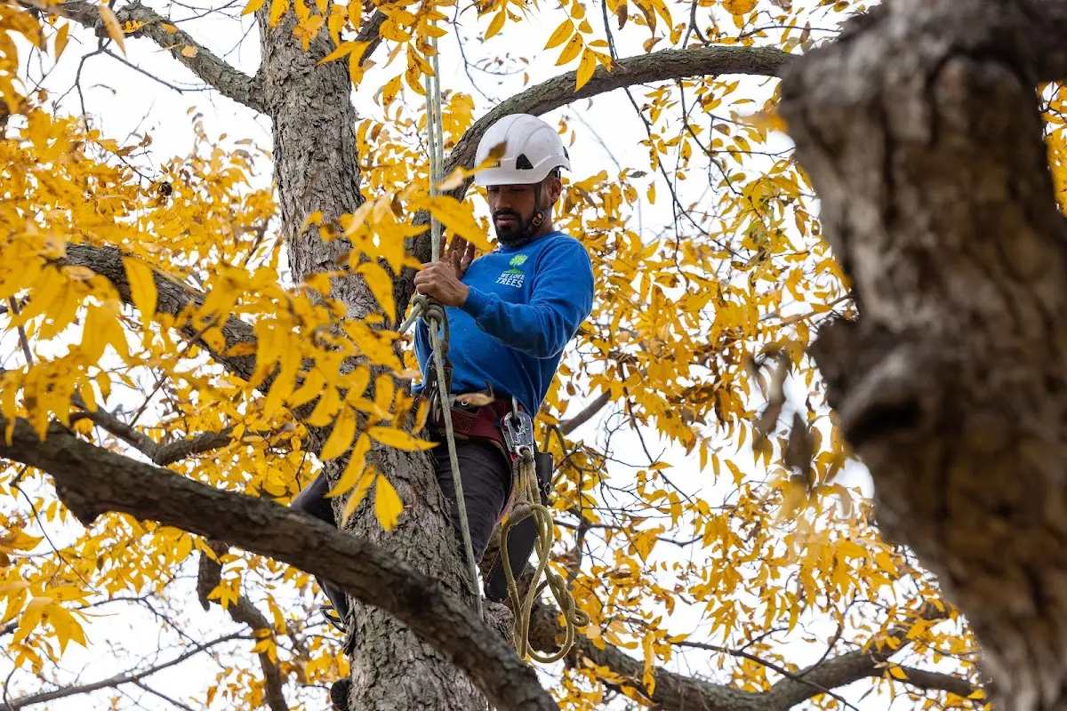 Skilled Tree Pruning crew working in Stanfordville
